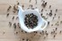Black Pepper