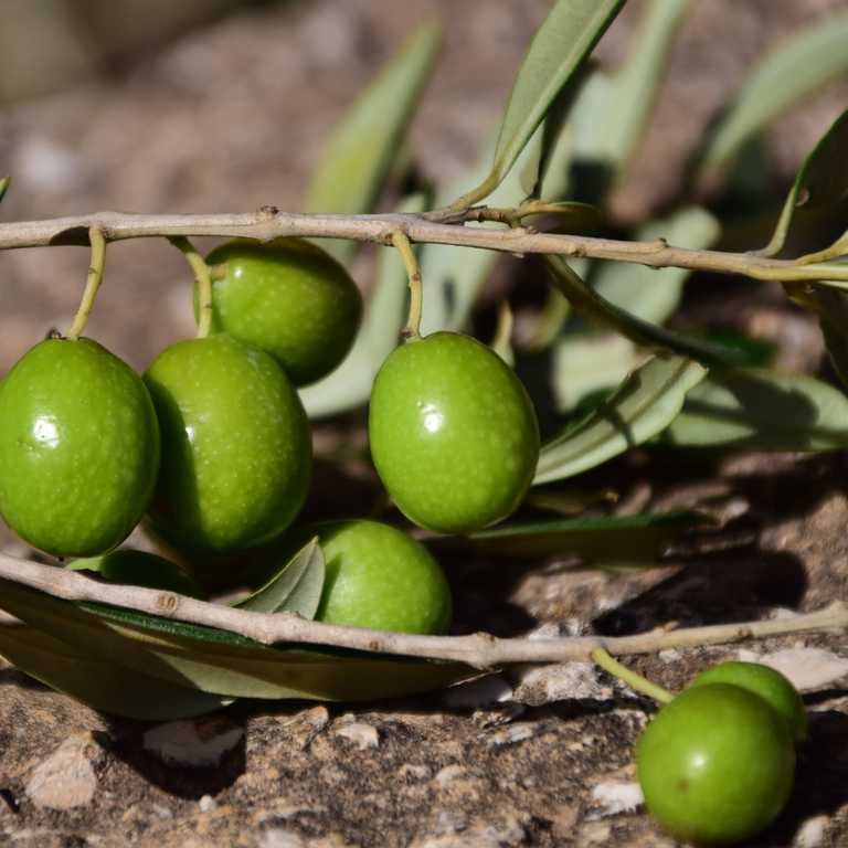 Table Olives Type, Processing And Packaging Requirements