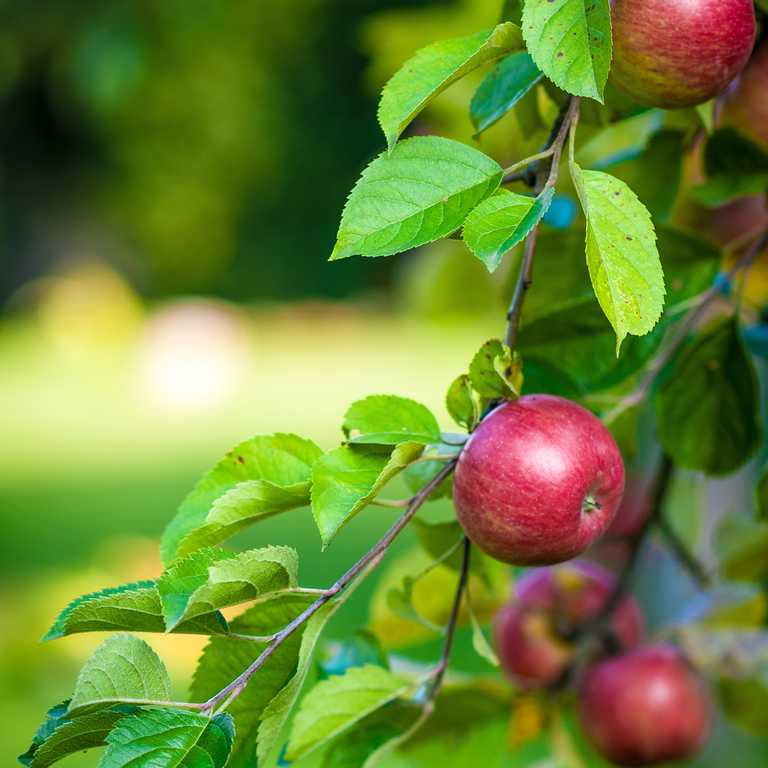 Artificial Ripening Of Fruits